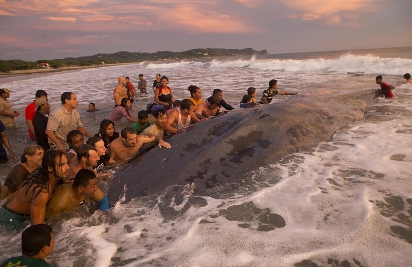Более 50 человек пытались вернуть в море выбросившегося на берег кита