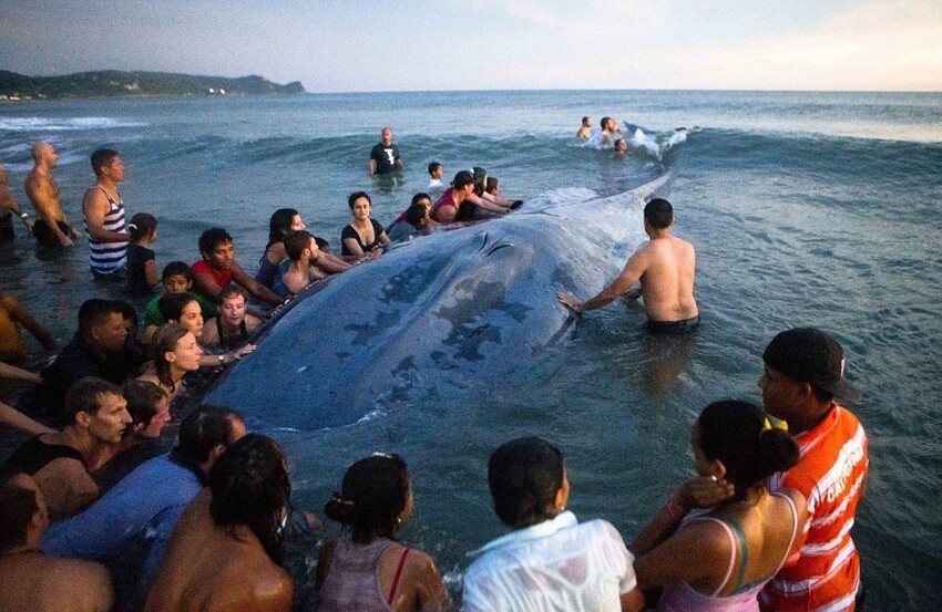 Более 50 человек пытались вернуть в море выбросившегося на берег кита