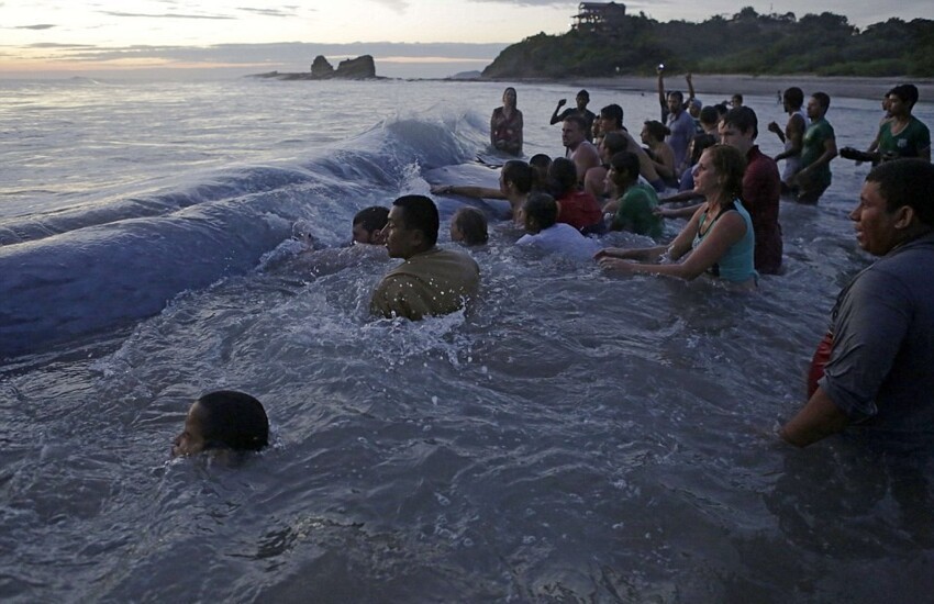 Более 50 человек пытались вернуть в море выбросившегося на берег кита