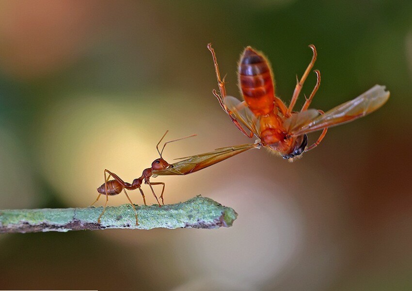 Сказочные фотографии насекомых от фотографа Syuwandi Sien