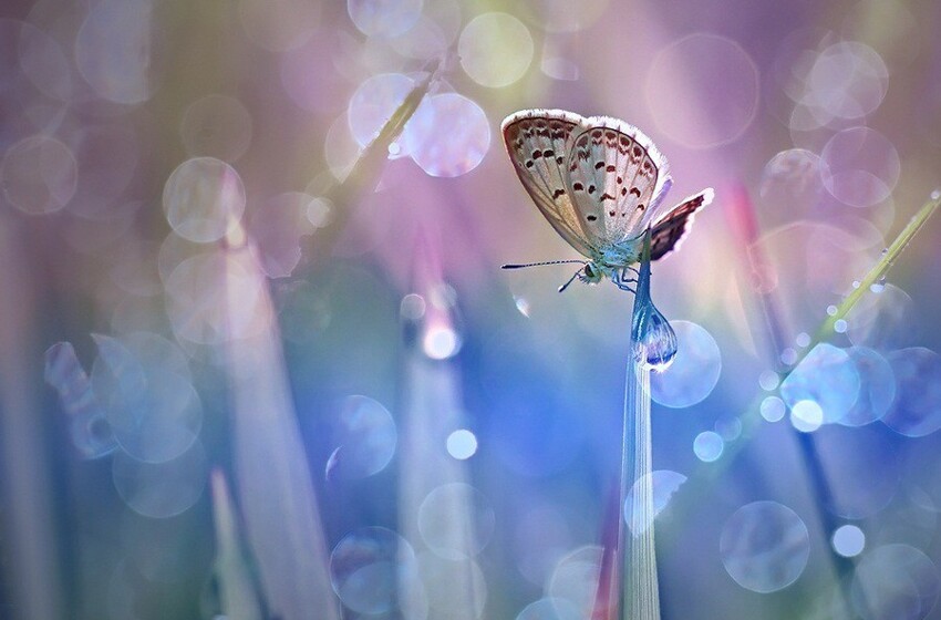Сказочные фотографии насекомых от фотографа Syuwandi Sien