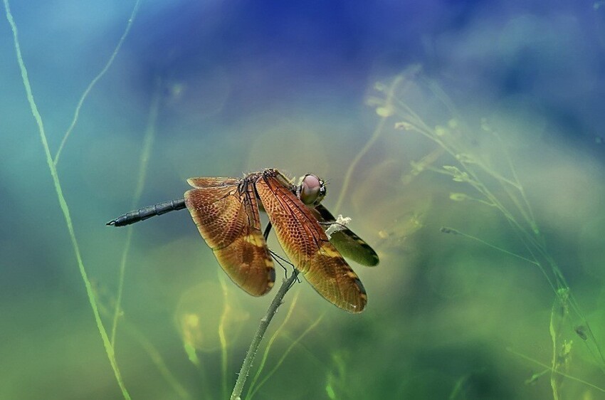 Сказочные фотографии насекомых от фотографа Syuwandi Sien