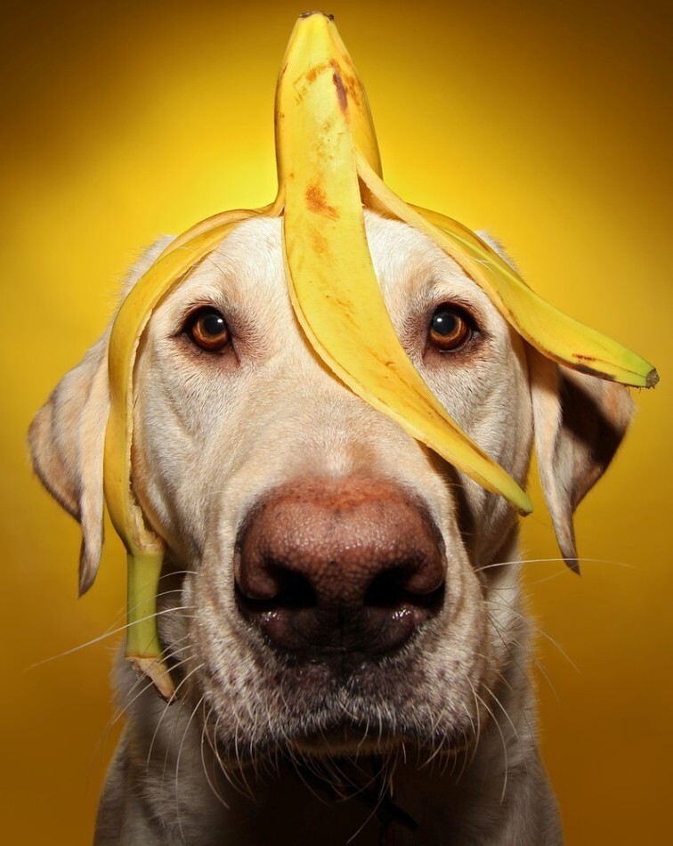 Верный пес Уинстон с бананом на голове.
