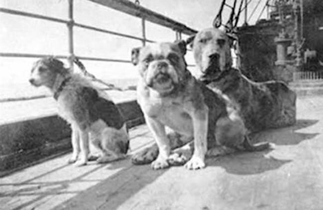 Собаки, которые спаслись во время крушения Титаника.