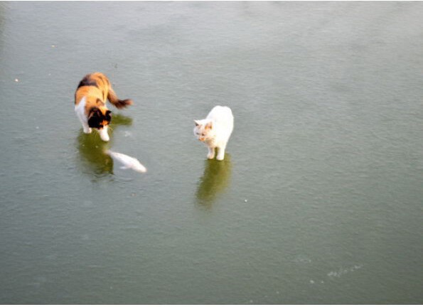 Коты устроили охоту на вмерзшую рыбу