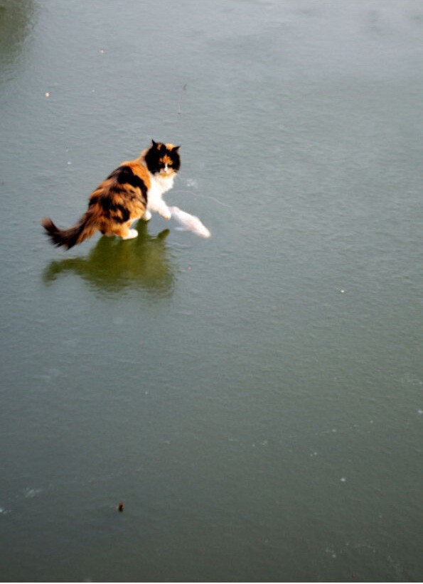 Коты устроили охоту на вмерзшую рыбу