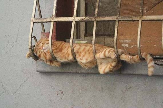 Как спят коты