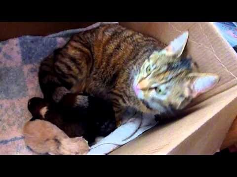 Реакция мамы кошки на новорожденного щенка 