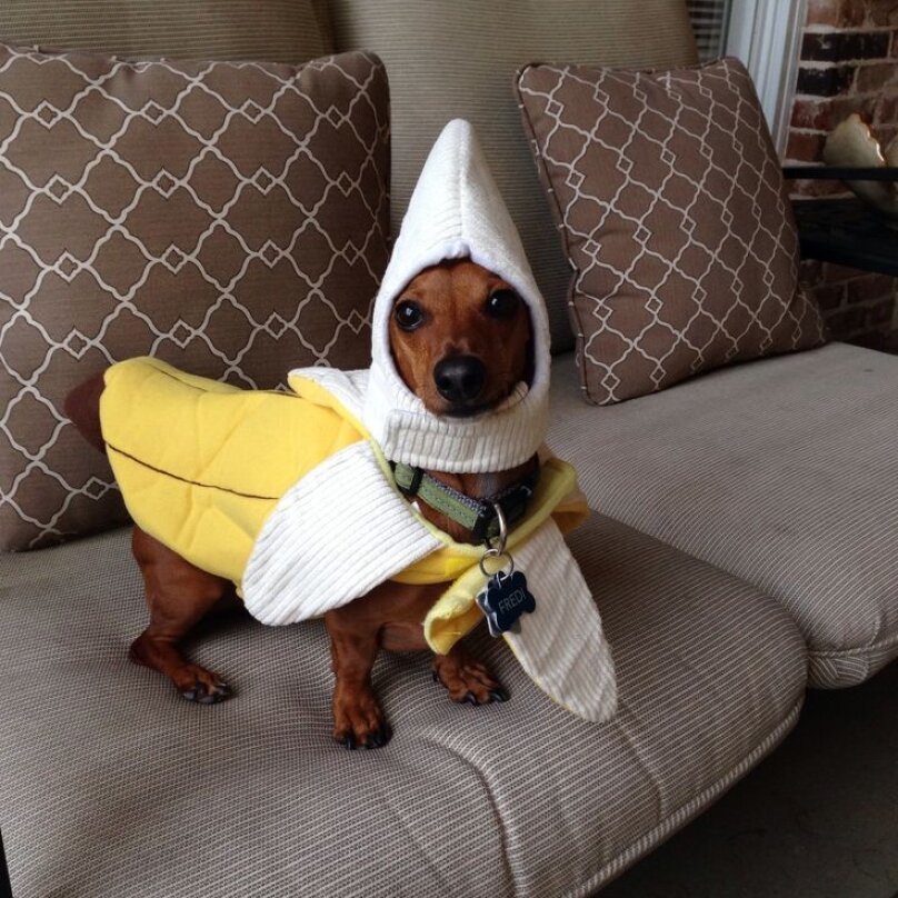 Такса в костюме банана