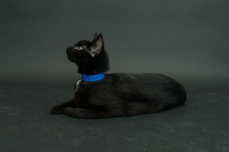 Черные коты, умирающие из-за человеческих предрассудков