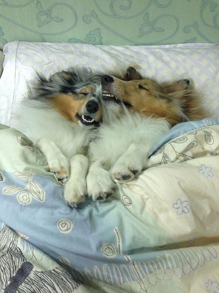 Собаки, которые любят комфортно спать
