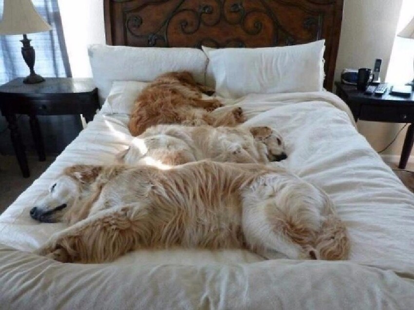 Собаки, которые любят комфортно спать