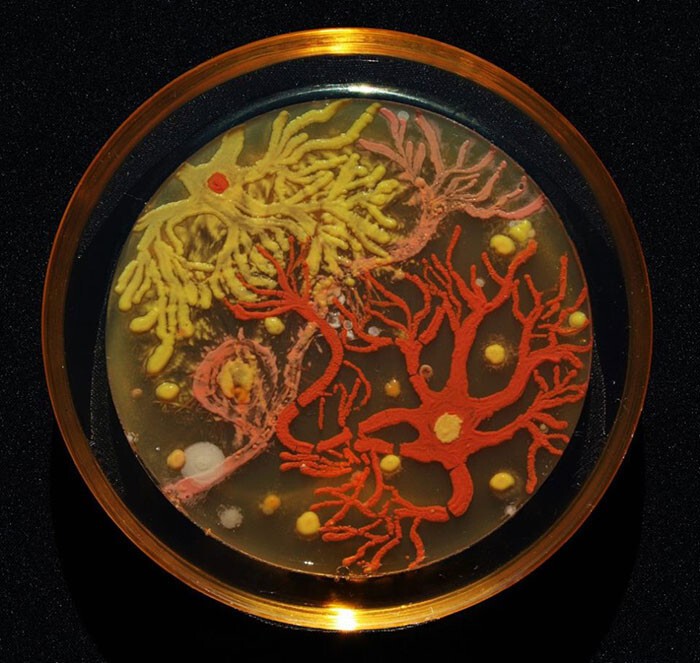 Первое место заняли Мехмет Беркмен и Мария Пернил, создавшие картину "Нейроны" из бактерий Nesterenkonia, Deinococcus и Sphingomonas.
