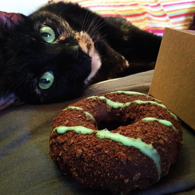 Кот и пончик