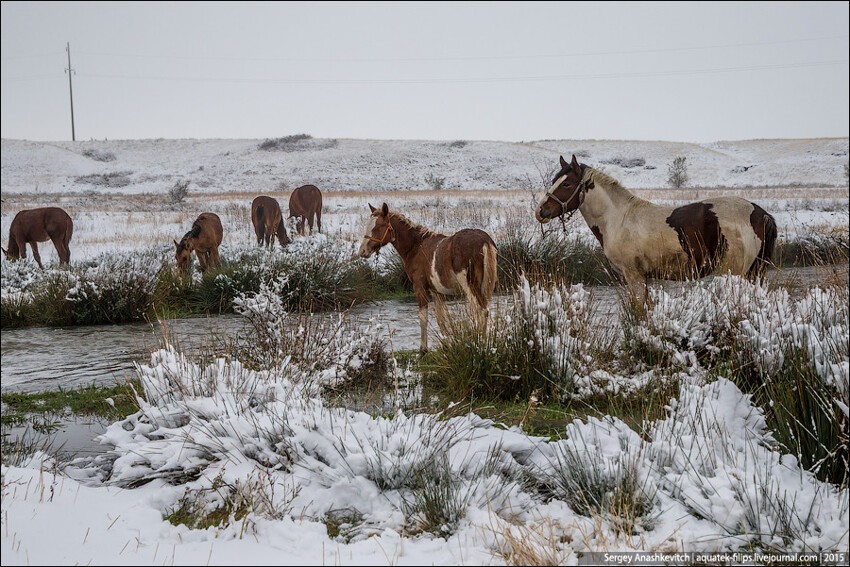 Самый продвинутый пастух живёт на Юге Казахстана