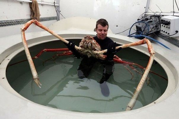Гигантского японского морского краба-паука по прозвищу "Big Daddy" привезли