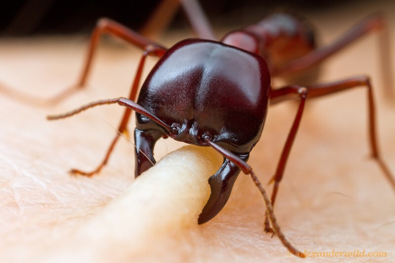 Так кусается муравей 