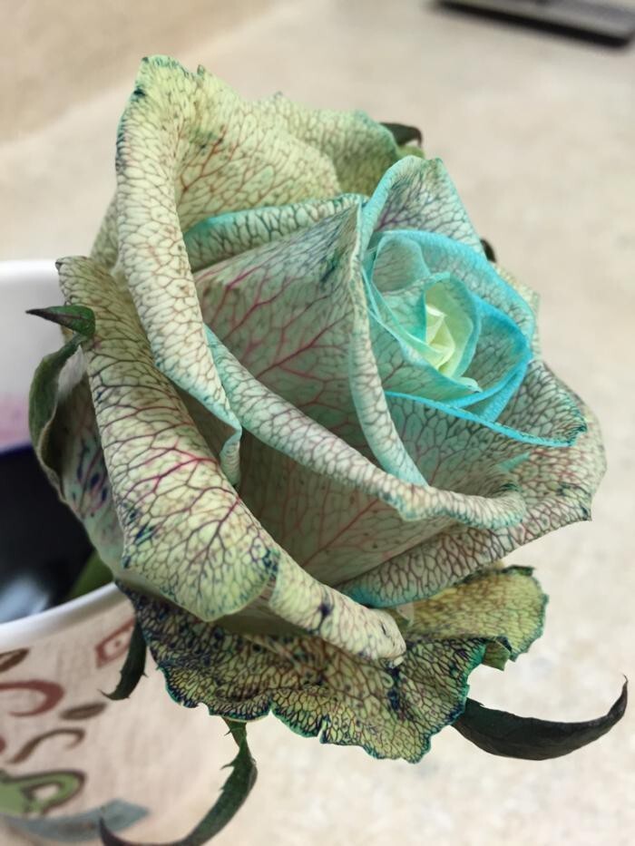 Если в вазу с розой добавить пищевой краситель, то можно получить вот такую красоту 