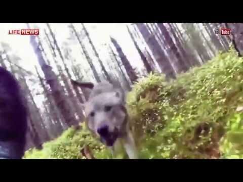 GoPro сняла нападение волков на собаку в шведском лесу  