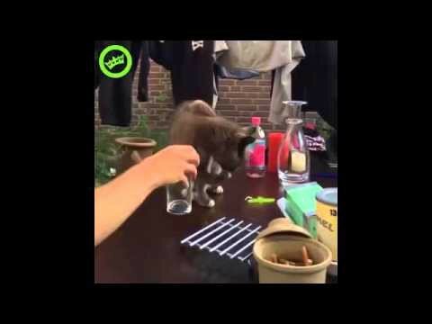 Кот пьет со стакана воду лапой на автомате 