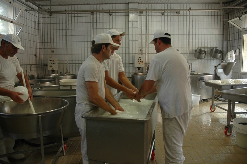 Как производят итальянскую биологическую моцареллу из буйволиного молока