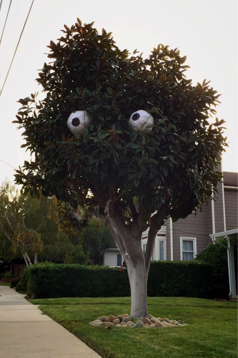 Глазастое дерево