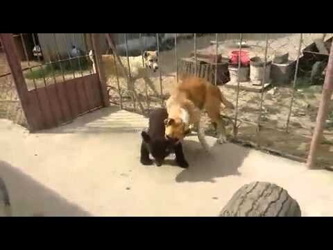 Медвежонок против собаки 