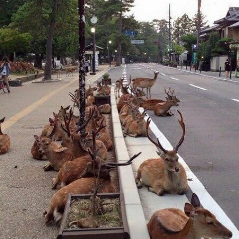 Японский город Нара, в котором олени вместо собак и кошек