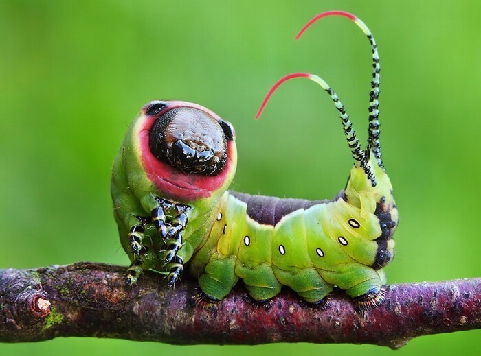 10 невероятно красивых гусениц