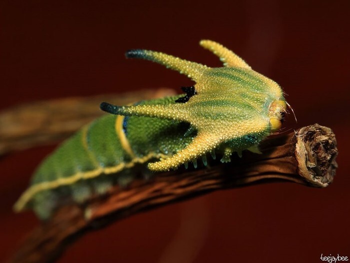 10 невероятно красивых гусениц