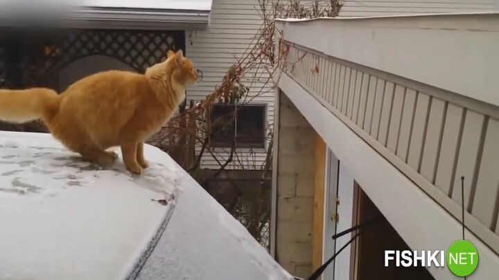 Рождённый cпать-летать не может! Кошачьи недолеты, которые заставят вас посмеяться от души 