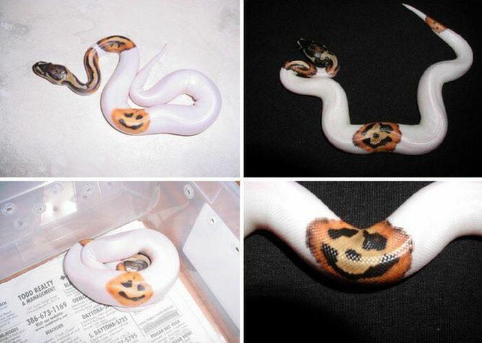 Змея готова к Хэллоуину 