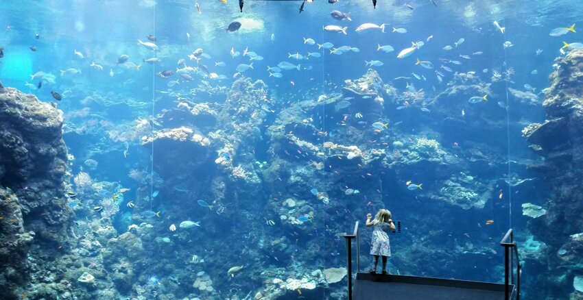Девочка и аквариум 