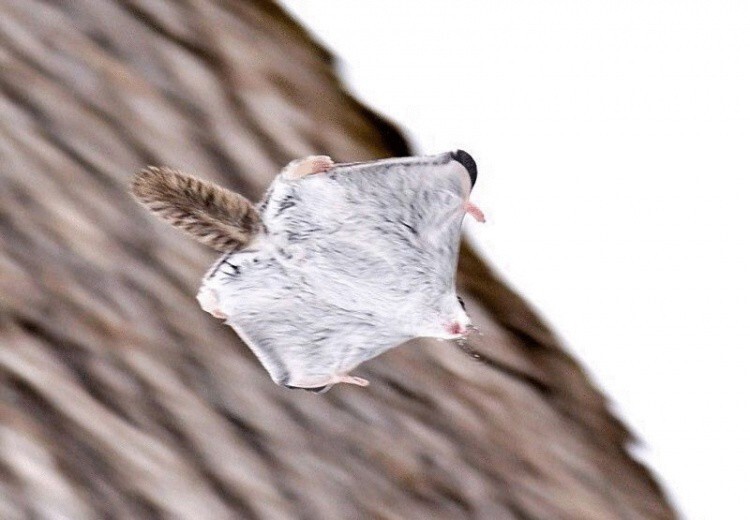 Белка-летяга — самый милый зверек на земле