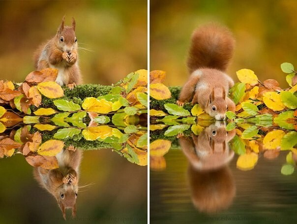 9 фотографий животных, наслаждающихся магией осени