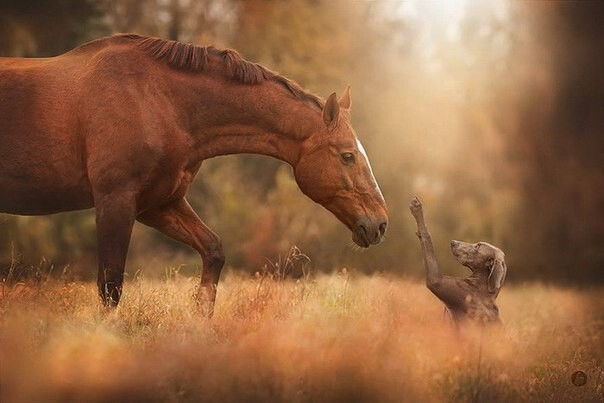 9 фотографий животных, наслаждающихся магией осени