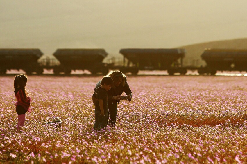 Одно из самых засушливых мест на планете покрылось ковром розовых цветов