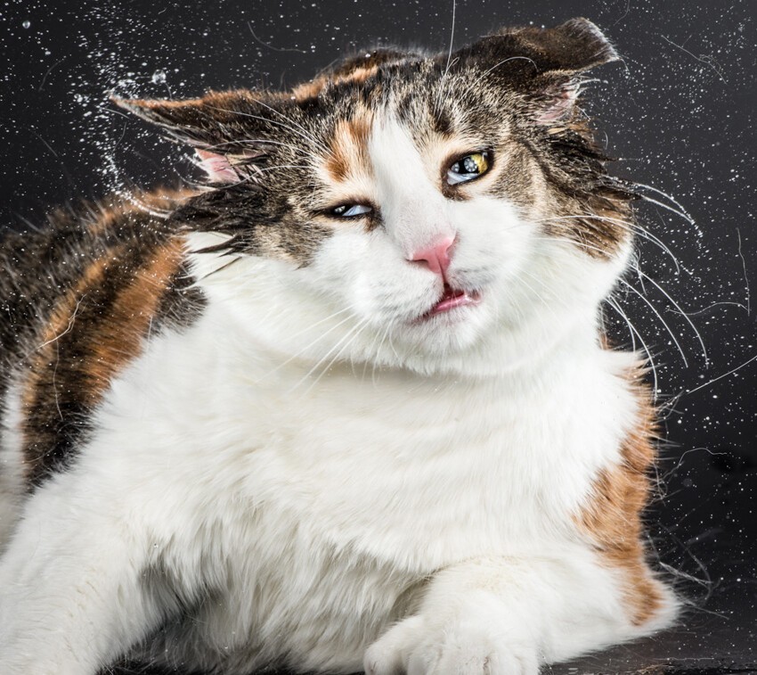  Забавные фотографии отряхивающихся кошек