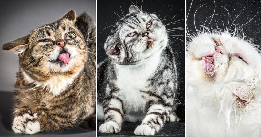 Забавные фотографии отряхивающихся кошек