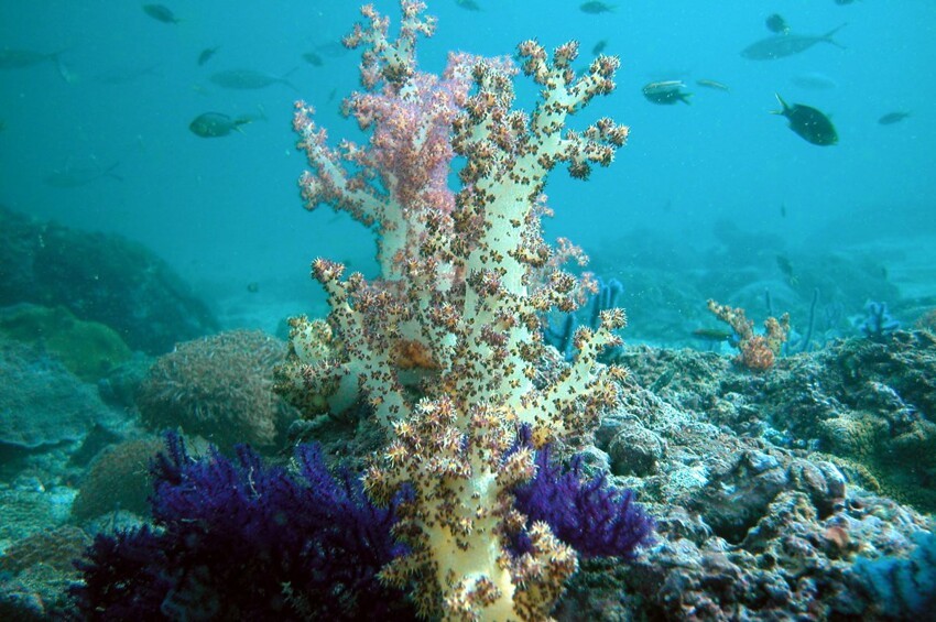 8. Коралловые рифы, ОАЭ