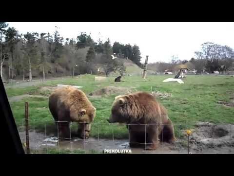 Дружелюбные медведи  