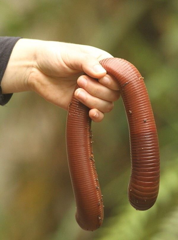 23. Дождевые черви достигают гигантских размеров.