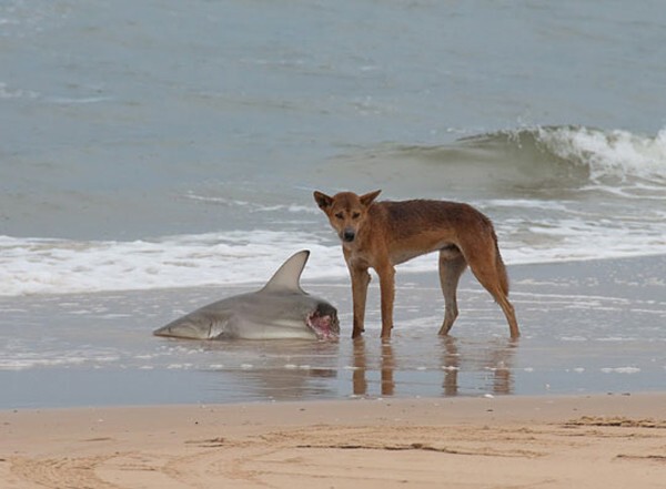9. Собаки Динго опасны. Даже для акул. 