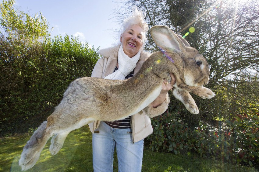 1. Это Дарий. Он весит 22 кг, и он самый большой кролик в мире.