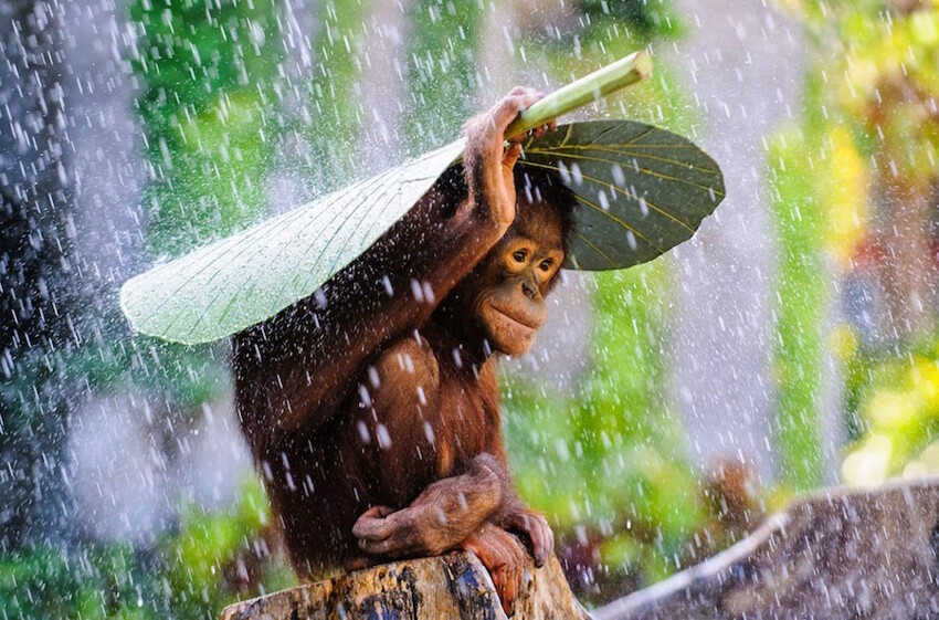 19. Юный орангутан прячется от дождя.