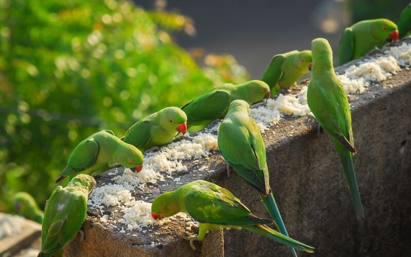 Любитель птичек кормит 4000 попугаев ежедневно