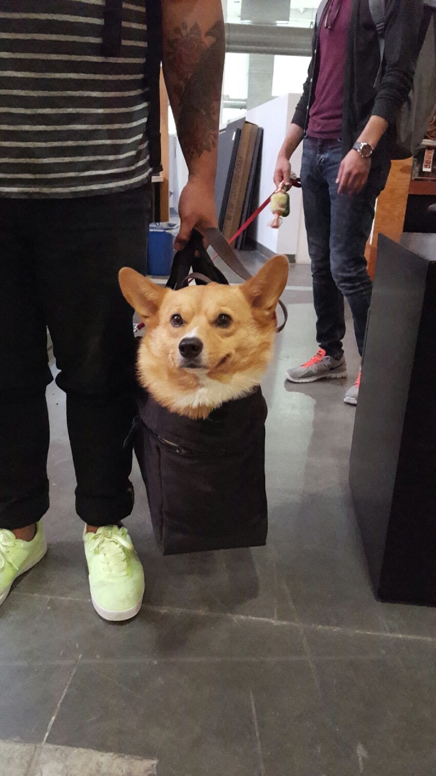 Собака в сумке