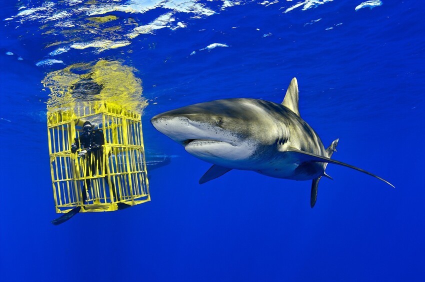 6. Длиннокрылая акула и биолог Уэс Прэтт, Багамские острова