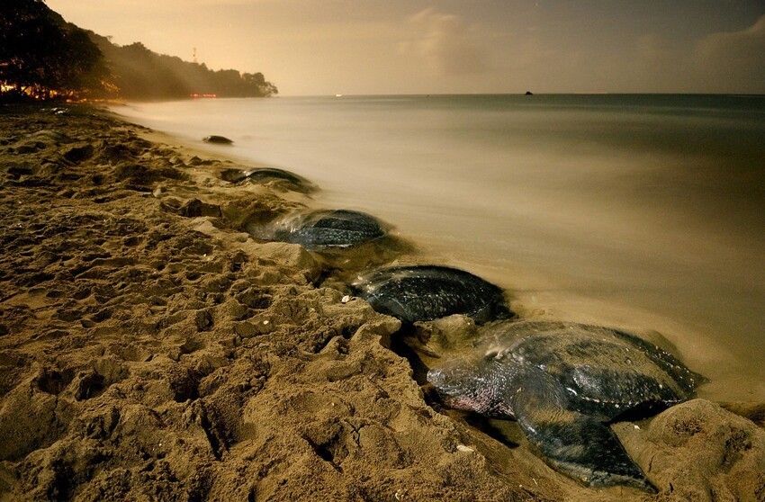 7. Кожистые черепахи, Тринидад, неподалёку от побережья Венесуэлы