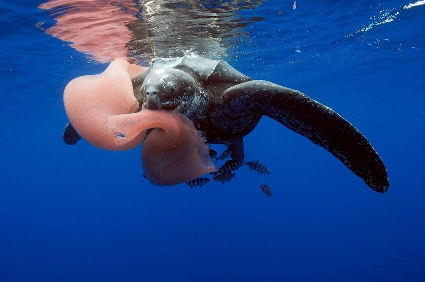 8. Кожистая черепаха у острова Пику, Азорский архипелаг, Португалия